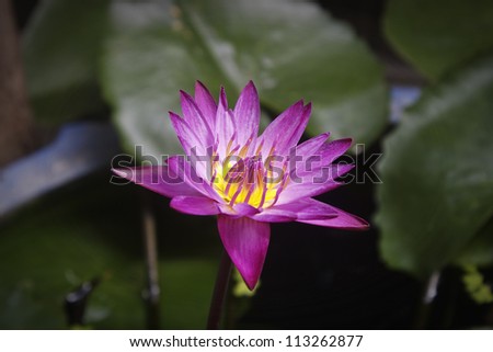 sweet water lily