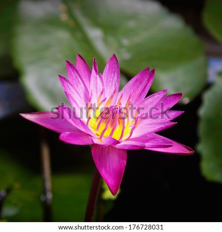 Beautiful water lily, sweet purple color of water lily, lotus flower