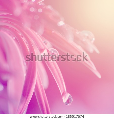 Flowers with soft focus with color filtered image