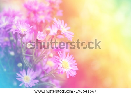 Purple flowers with pastel color filtered, sweet purple flowers on an old wood background.