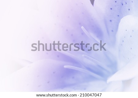 Lily flower, sweet purple of lily flower in soft focus.