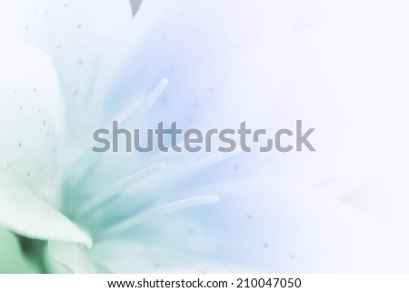 Lily flower, sweet blue and green of lily flower in soft focus.