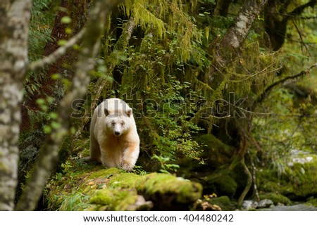 Spirit Bear (Ursus americanus kermodei) - Walk on the Log