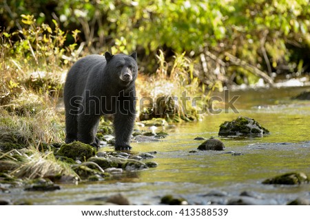 Black Bear (Ursus americans) - Water\'s Edge Anticipation