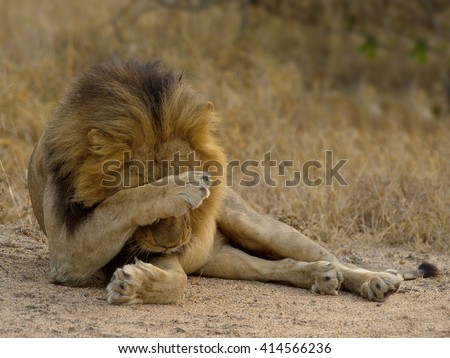 Lion - Looking through the grass (Panthera leo)