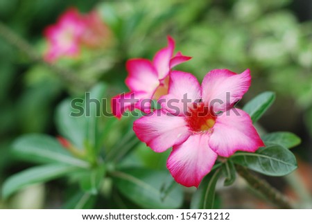 Pink desert rose flowers with green leaves background