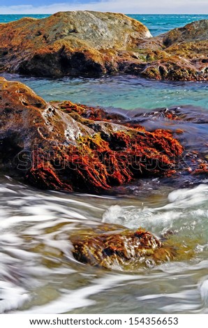 Coast with stones with  marine algae