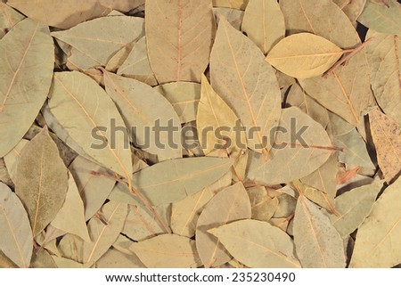 Dry bay laurel leaves as background texture