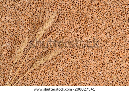 Ears of wheat on a wheat grains  background