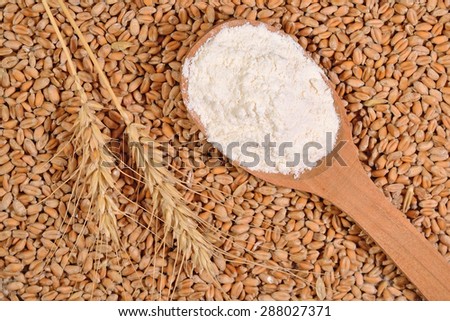 White flour in a wooden spoon and ears of wheat on a wheat grains  background