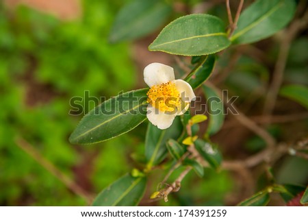 tea flowers and fresh leaves. Tea plantations.