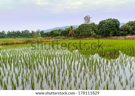 landscape with yong rice field in thailand country