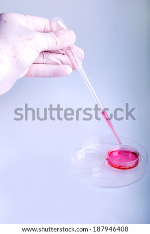 scientist working at laboratory, pipetting the culture medium in a petri dish.
