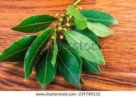 branches  of laurel  leaves   on a  brown wooden board