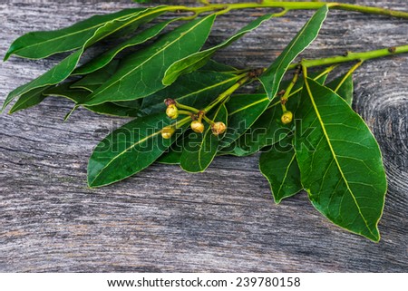 background with branches  of laurel  leaves   on a wooden table