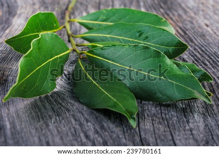 branch  of laurel  leaves   on a wooden table