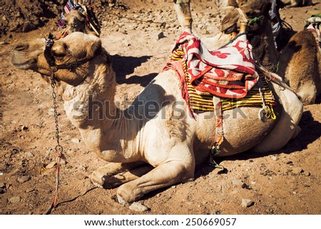 resting camel in the desert. Vintage style.