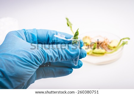 Close up of scientist hand holding tube with leaf on laboratory