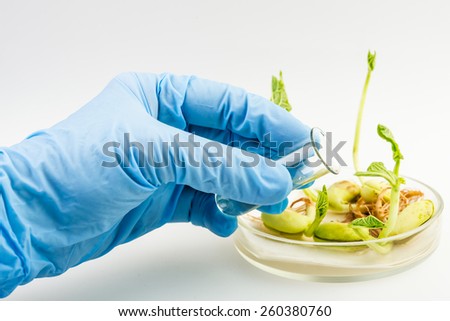 workplace on laboratory for  biotechnology test. Scientist holding samples of plants