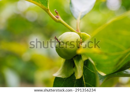 branch persimmon tree fruits with green leaves in Corfu, Greece. Orange tree with ripe fruits