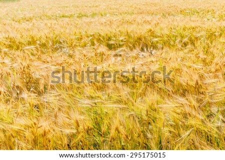 Golden wheat with sunshine and wind. Organic farmland - cereal plants at sunset in soft focus.