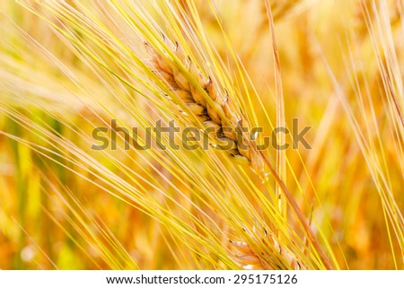 Golden wheat with bokeh blur. Spikes of wheat closeup. Cereal plants at sunrise in a soft focus.