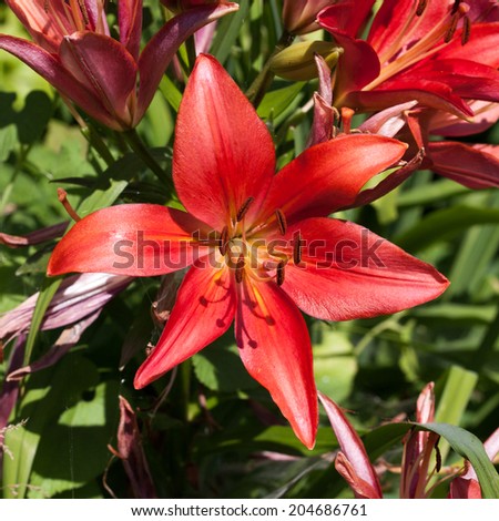Full blooming of deep red asiatic lily