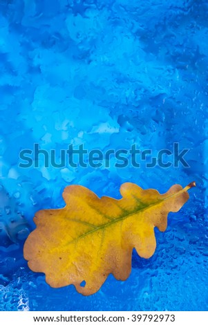 a yellow leaf on blue wet glass with shallow focus on the leaf