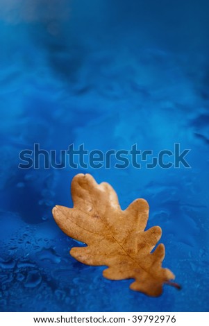 a yellow leaf on blue glass with shallow focus on the leaf