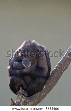 Monkey on tree thinking