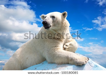 polar bear in wildness area against sky