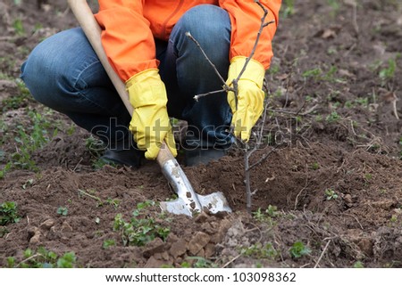 Closeup of gardener planting the tree in spring