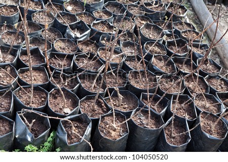 clearance sale of sprouts in pots outdoor during spring