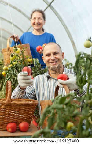 Woman and man picking tomato in greenhouse
