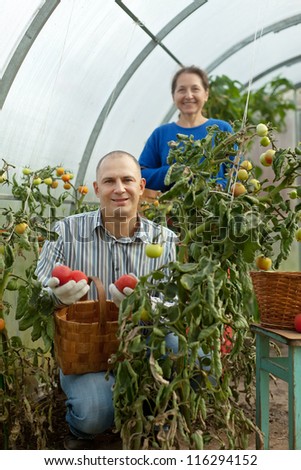 Man and woman picking tomato in greenhouse