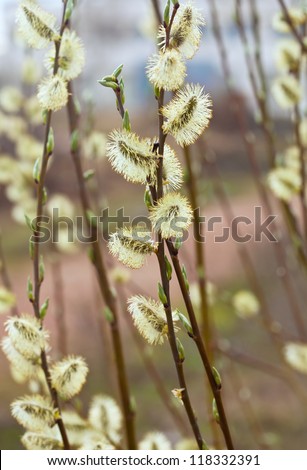 yellow pussy willow branches in spring nature