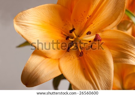 close-up of  orange lily on gray background