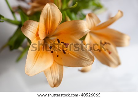 bouquet of  orange lily on gray background
