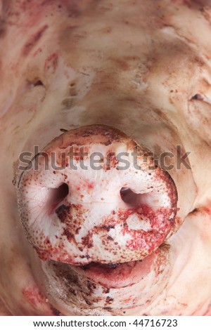 nouse of head of a pork lying on the butchers desk