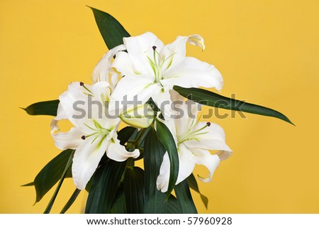 bouquet of white lily on yellow background