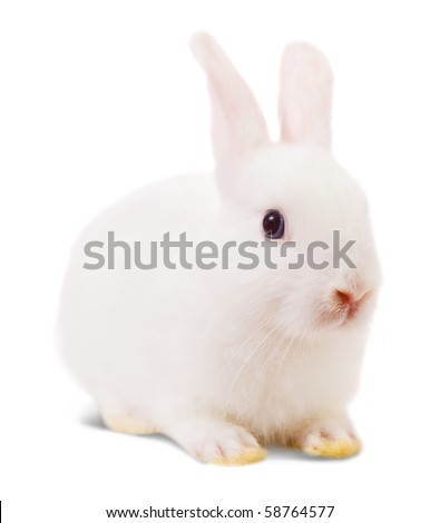 Little white rabbit. Isolated on white background - stock photo Little white rabbit. Isolated on white background - stock photo