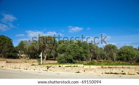 Olive plant at typical Gozo farmland. Maltese islands