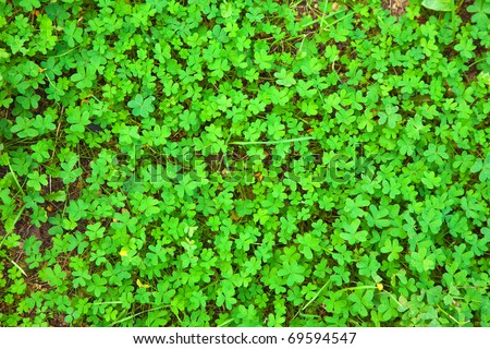 Fresh green clover plant.  Ireland background