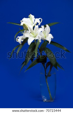 bouquet of white lily in vase over blue  background