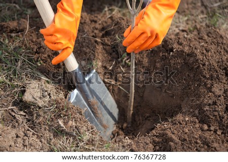 Tree On Ground