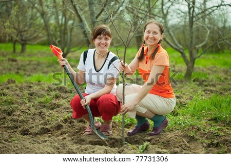 Happy women planting fruit tree at orchard  in spring