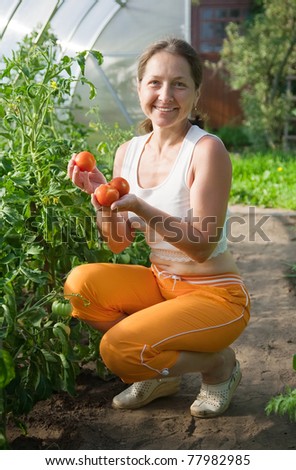 Woman picking fresh tomato in the hothouse