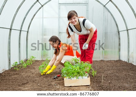 Two women planting tomato seedlings in hothouse