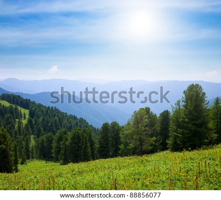 Forest mountains in sunny day, Altai, Siberia
