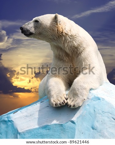 polar bear in wildness area against sunset